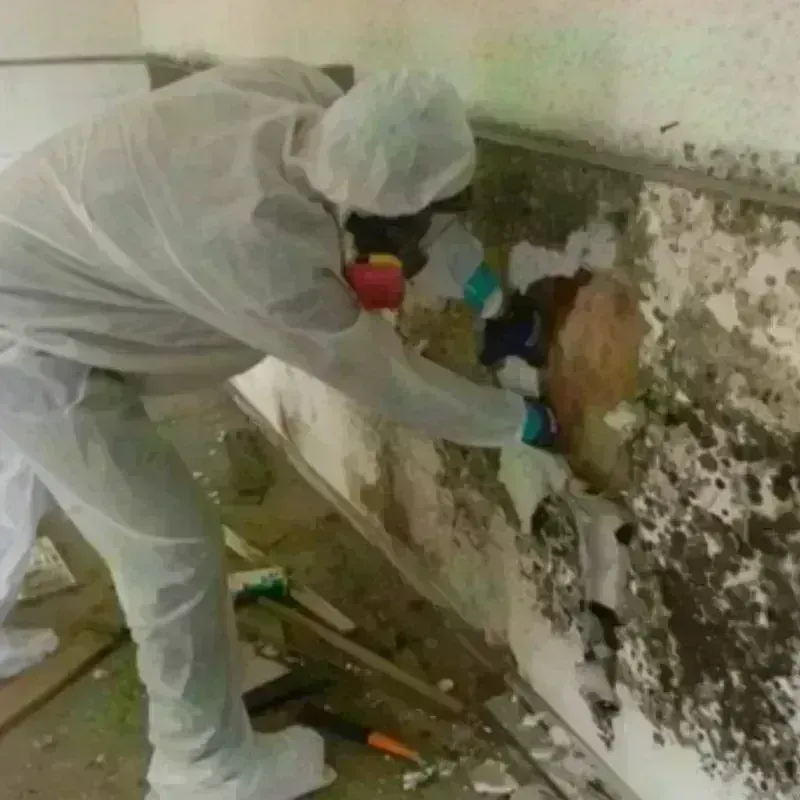 Mold Remediation and Removal in Roseau, MN